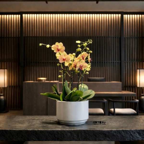 Peach Phalaenopsis Orchid – Elegant Minimal Style