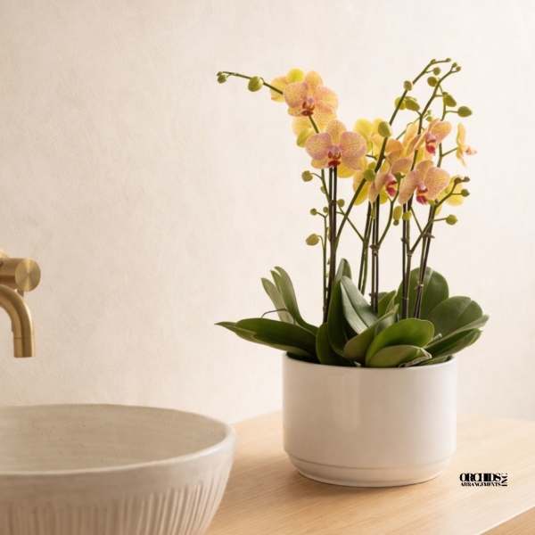 Peach Phalaenopsis Orchid – Modern Chic Style