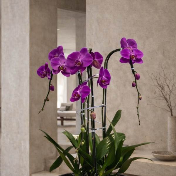 Potted purple orchids in a black planter