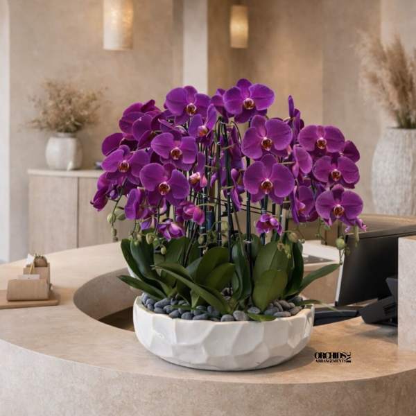 Low white bowl planter filled with multiple purple orchids on a curved reception desk