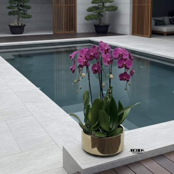 Pink orchid plant in a gold pot beside a modern pool