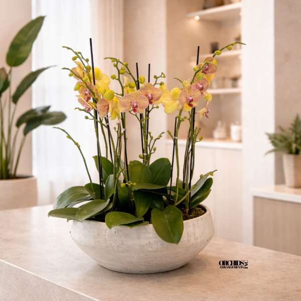 Potted orchid arrangement with yellow and pink blooms in a white bowl.