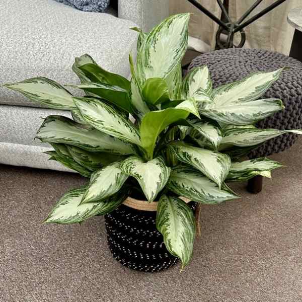 Potted variegated green houseplant in a black woven basket