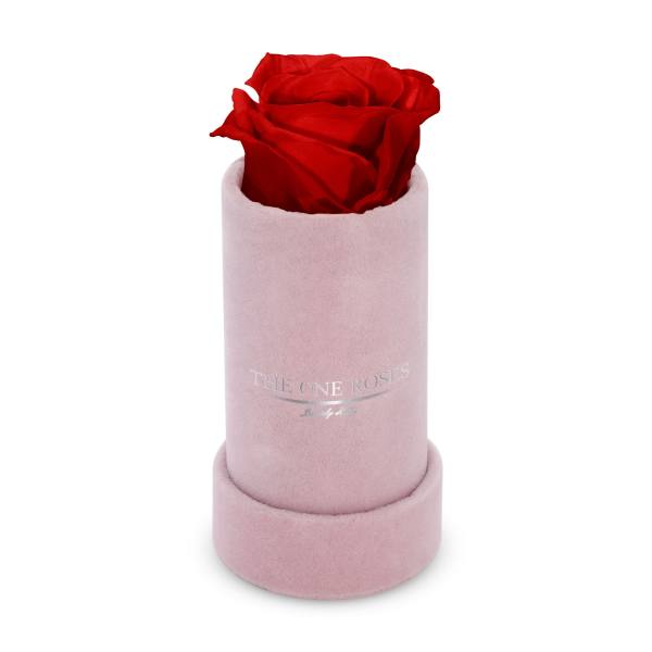 Single red rose in a pink velvet box
