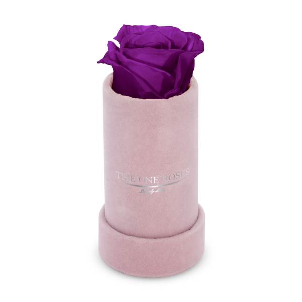 Single purple rose in a pink cylindrical box