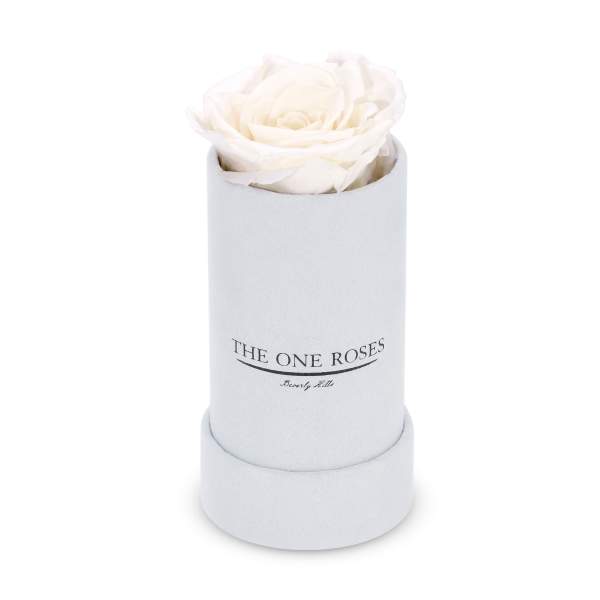 White rose in a round white box