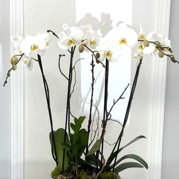 White orchids in a white rectangular planter