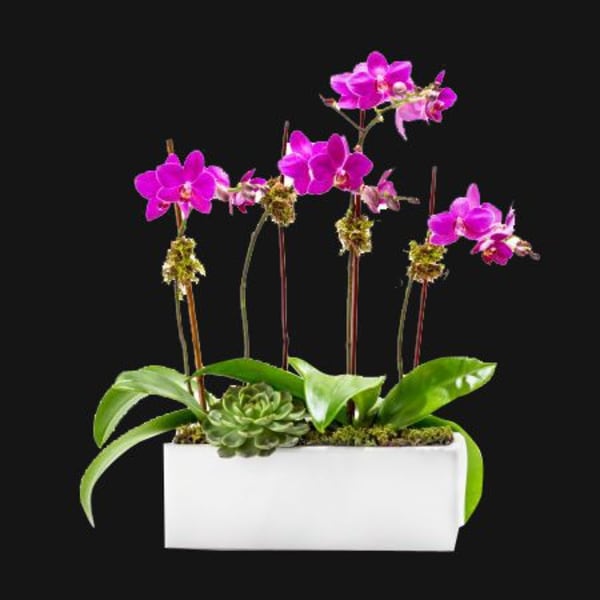 Pink orchids arranged in a white rectangular planter with succulents