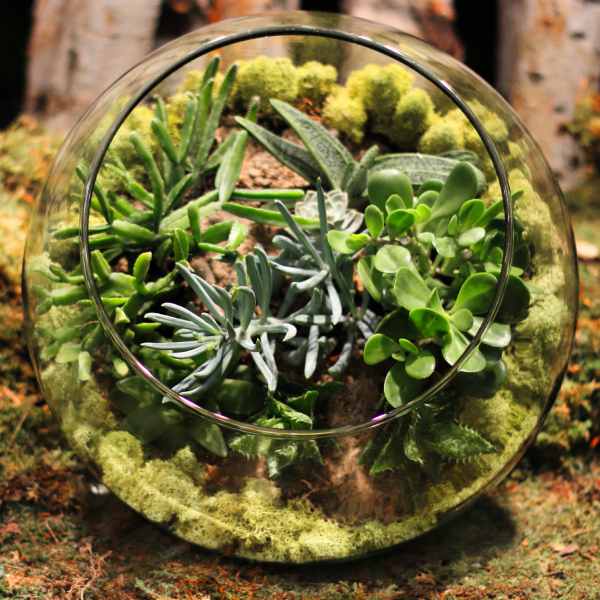 MAGICAL FOREST TERRARIUM