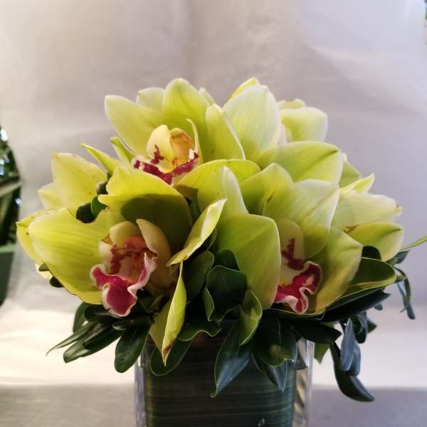 Green orchids arranged in a clear square vase