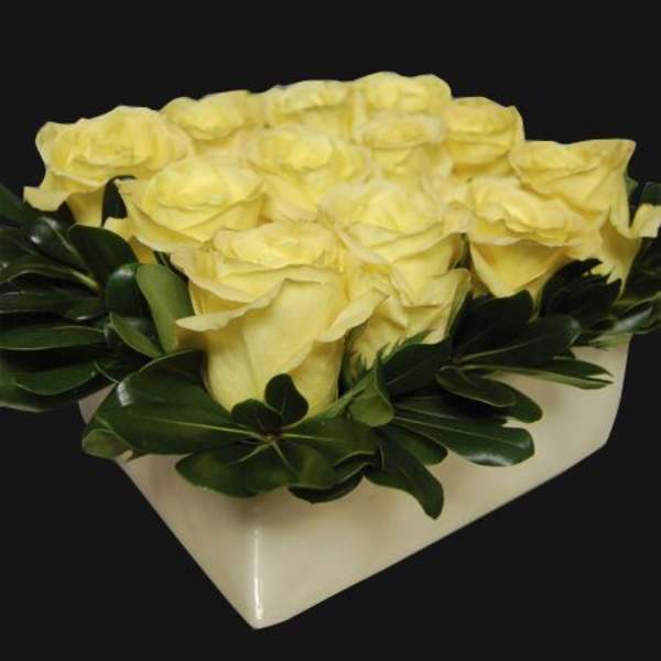 Yellow roses arranged in a low white vase with dark green leaves