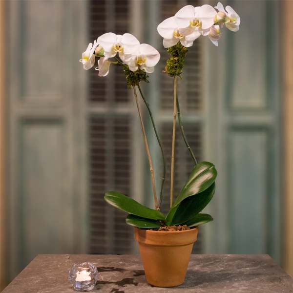 White orchid plant in a terracotta pot on a table