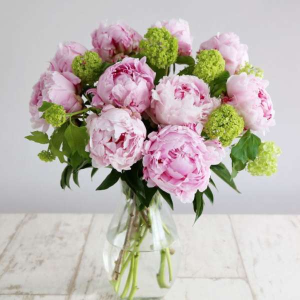 Pink peonies and green viburnum in a clear glass vase