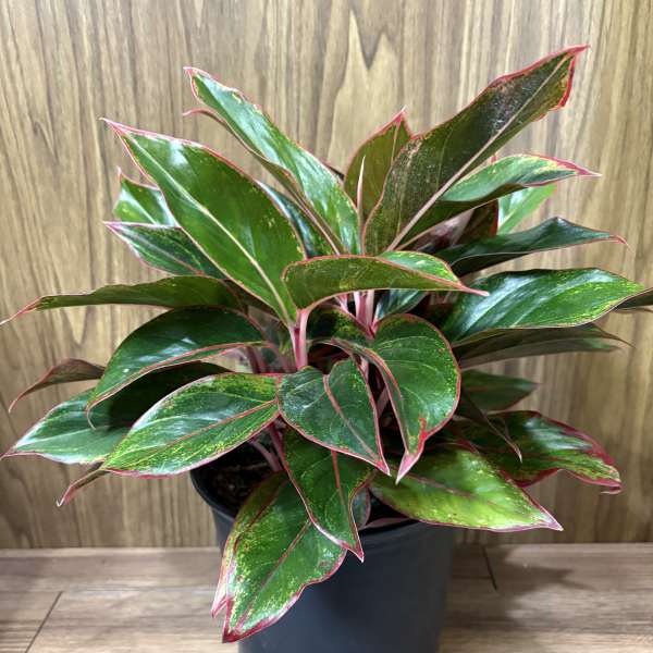 Potted plant with glossy green and pink-edged leaves in a black nursery pot