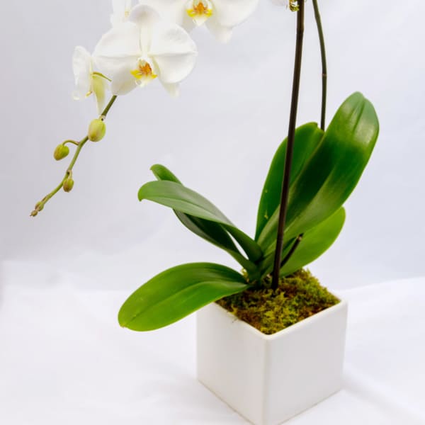 White orchid plant in a square white pot
