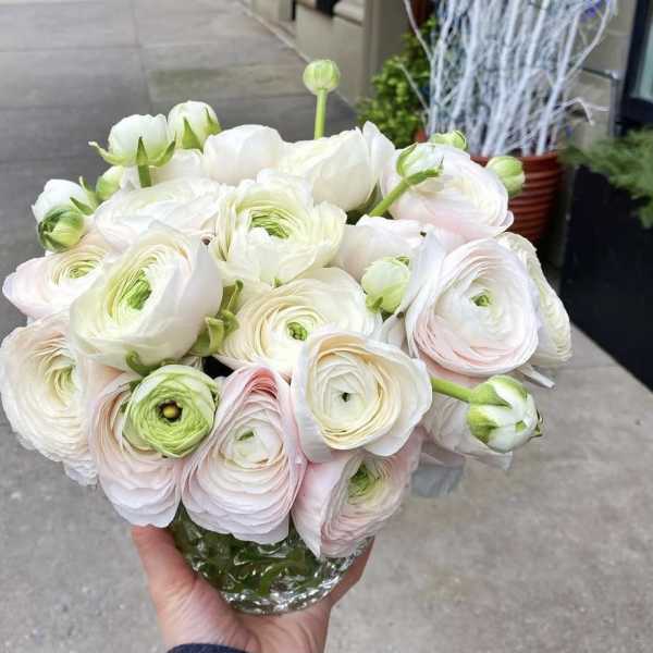 Bouquet of white and pale pink ranunculus in a glass vase