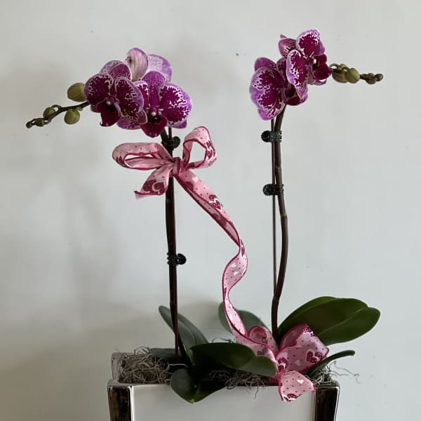 Two purple orchids in a white square planter with pink ribbon bows