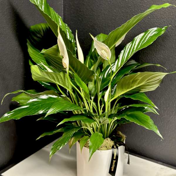 Peace Lily Plant