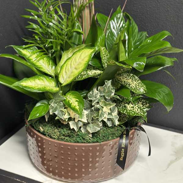 12" Ceramic Dish Garden