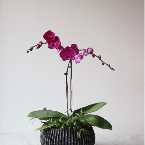 Classic Phalaenopsis