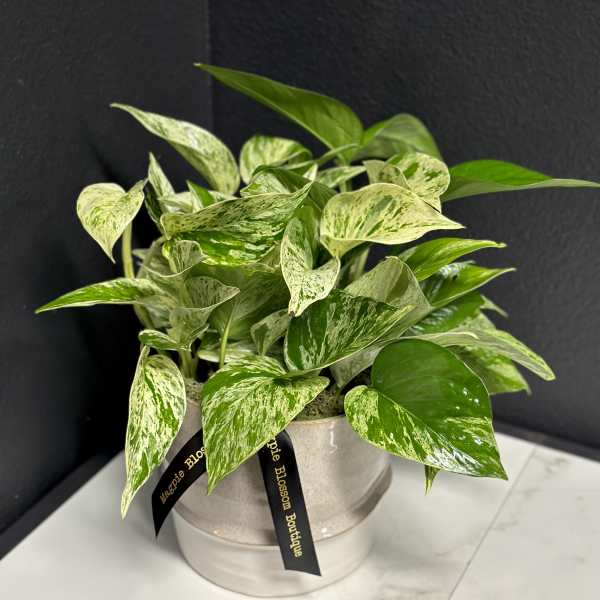 Variegated green and cream potted plant in a light ceramic pot on a marble-topped table