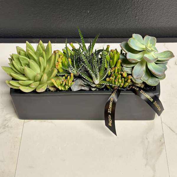Succulent arrangement in a rectangular gray planter with a ribbon