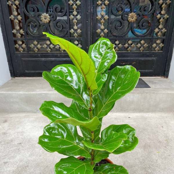 Potted fiddle leaf fig plant with glossy green leaves
