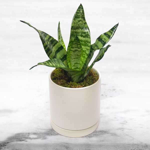 Small snake plant in a white ceramic pot