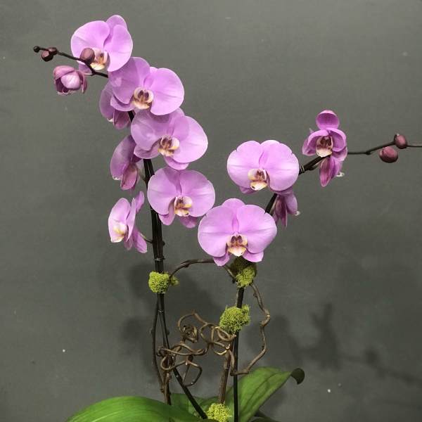 Pink orchid plant in a black square pot