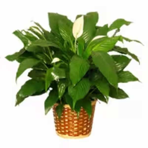 Peace Lily Plant