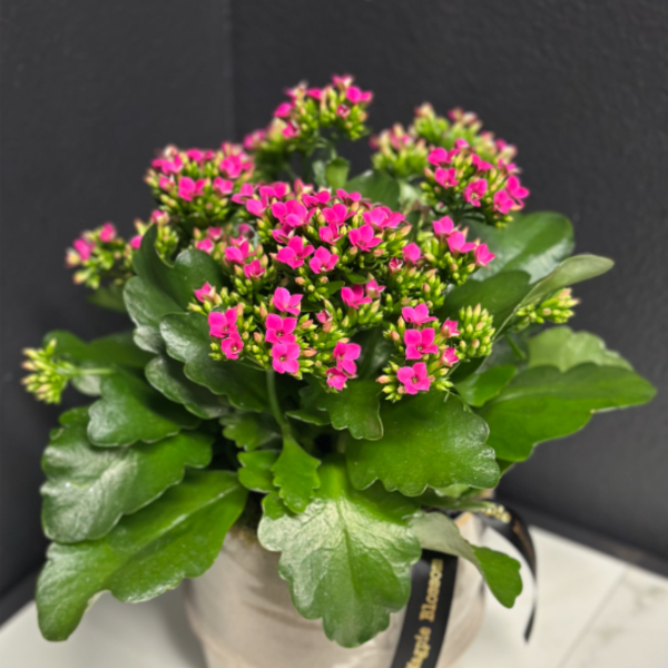 Potted plant with bright pink blooms in a white ceramic pot