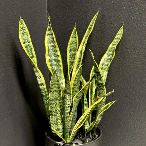 Sansevieria Plant