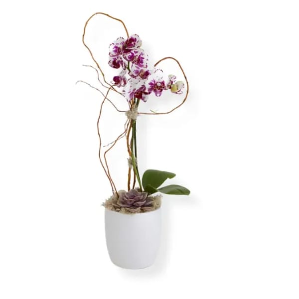 Potted orchid arrangement with purple-and-white blooms in a white container