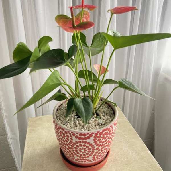 Potted anthurium plant with pink blooms in a patterned ceramic pot