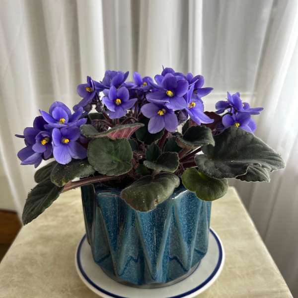 Purple African violet plant in a blue ceramic pot on a saucer