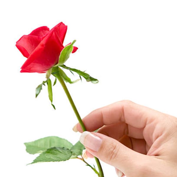 Hand holding a single red rose stem