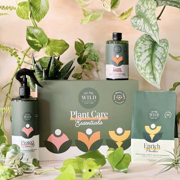 Plant care gift set with bottles and a box surrounded by trailing houseplants