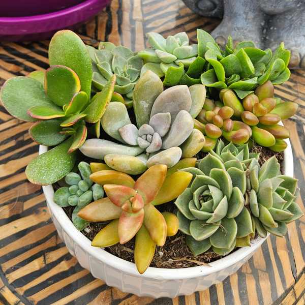 Lush Succulent Garden Bowl
