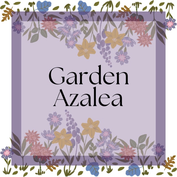 Garden Azalea