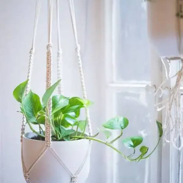 Hanging potted plant with trailing green vines in a macramé holder