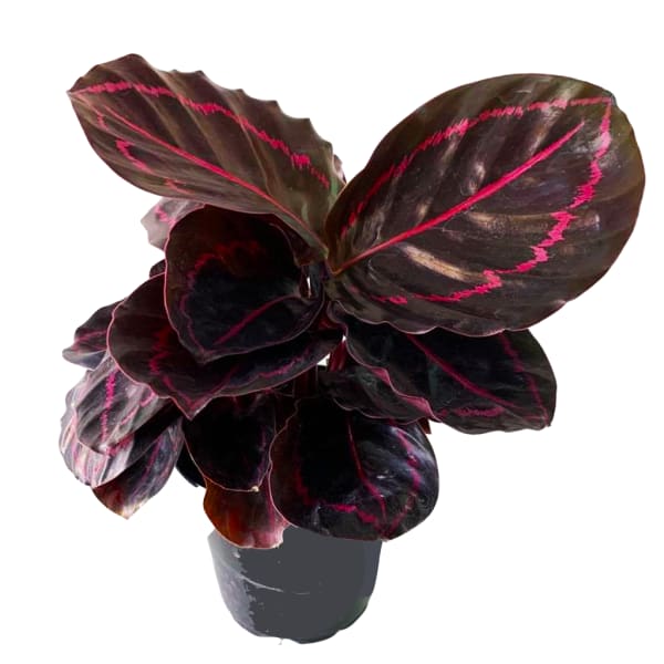 Potted houseplant with dark oval leaves marked by bright pink veins