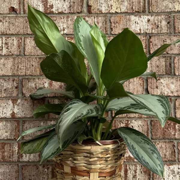 Potted green houseplant in a woven basket planter