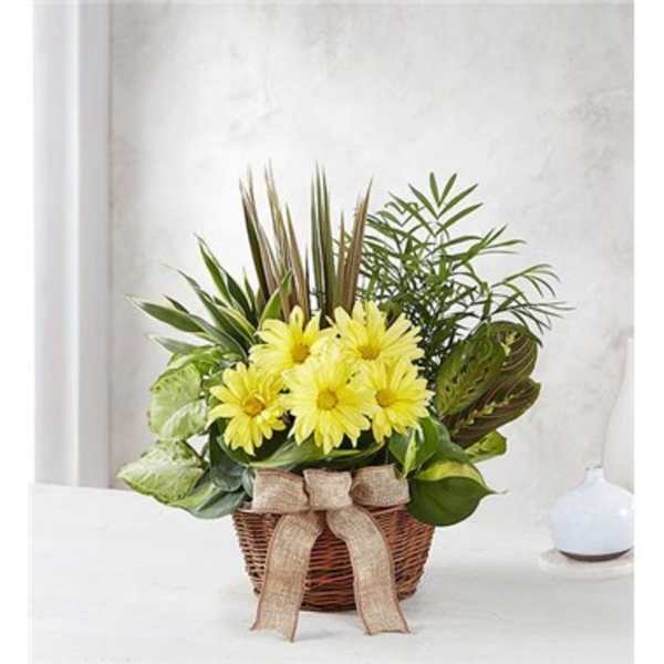 Yellow daisies in a wicker basket with a burlap bow