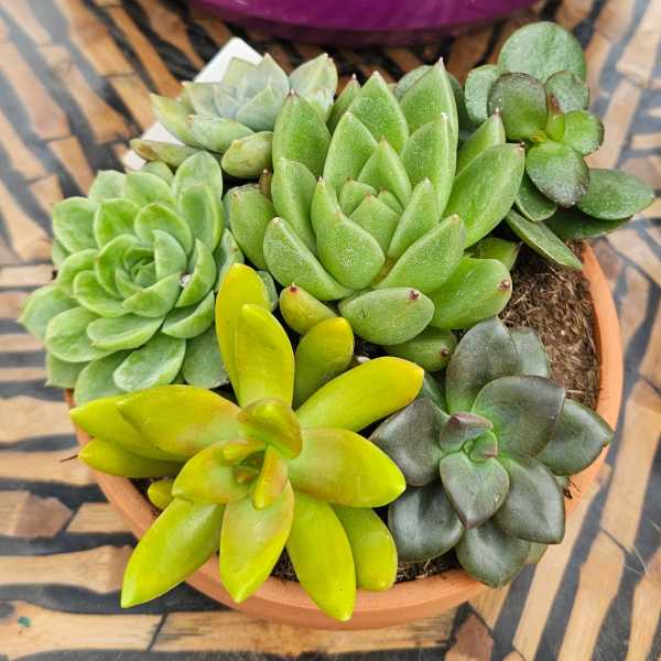 Modern Succulent Garden Bowl