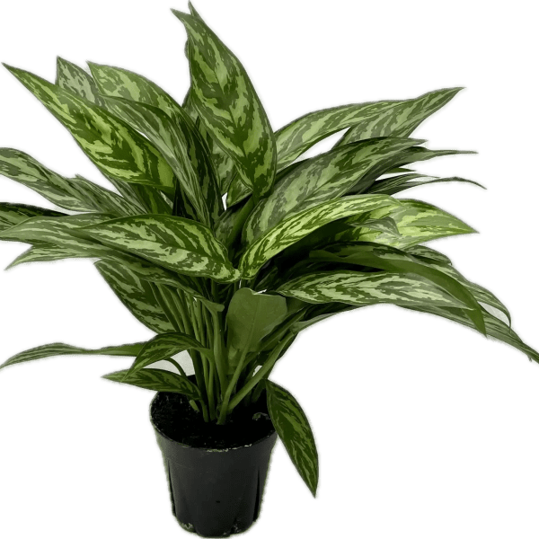 aglaonema tigress