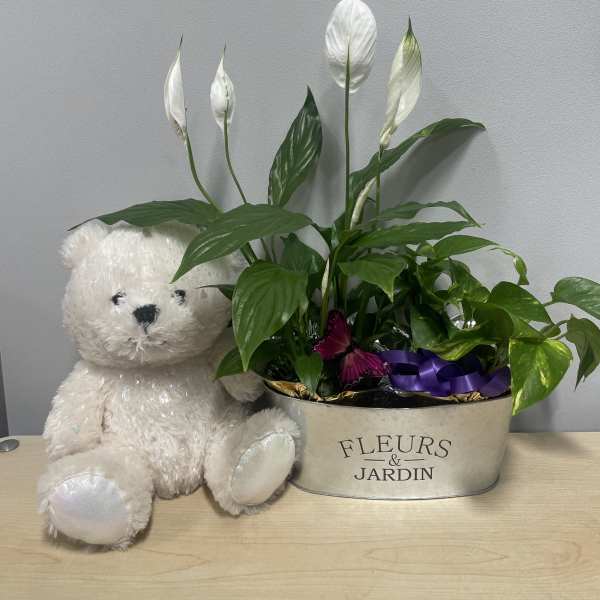 Potted peace lily with a teddy bear in a metal container