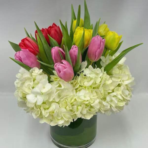 Bouquet of pink, red, and yellow tulips with white hydrangeas in a glass vase