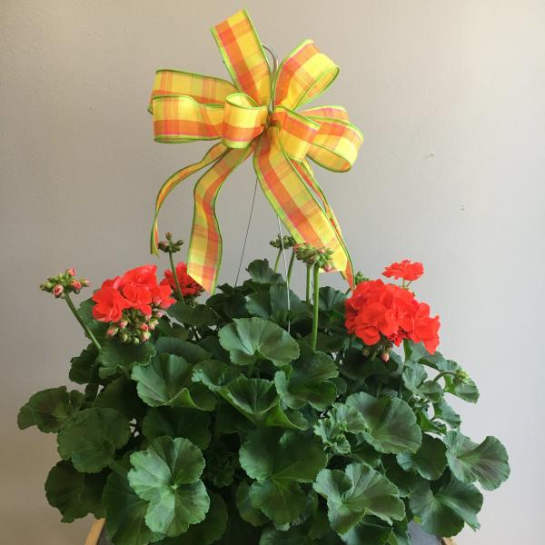 Potted geranium plant with red blooms and a plaid ribbon bow