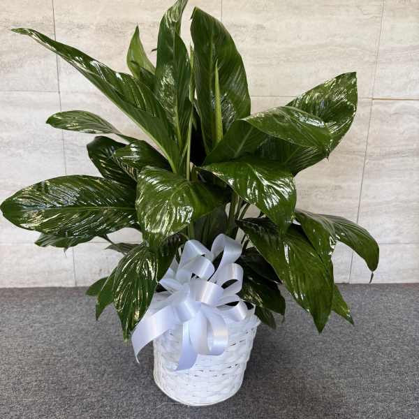 Glossy green potted plant in a white basket with a white ribbon bow