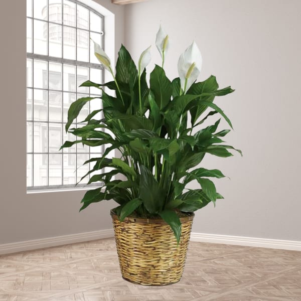 Potted peace lily plant with white blooms in a woven basket